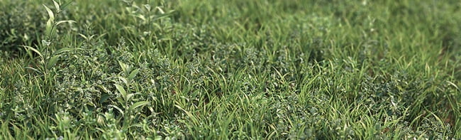 Вышла коллекция 3d моделей травы — MT Grass Vol 1