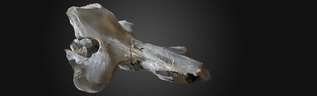 3D сканы Африканских окаменелостей доступны в сети