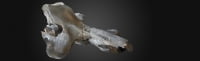 3D сканы Африканских окаменелостей доступны в сети